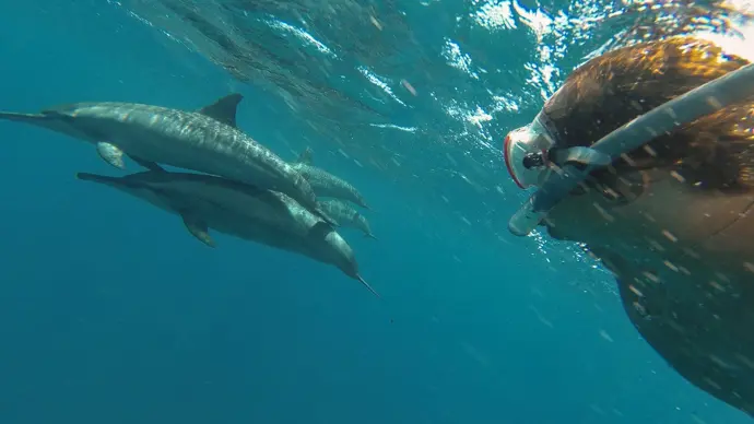 Experience the Ultimate Dolphin Adventure in Hurghada